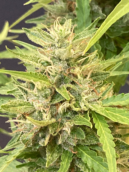 Purple Hubba Feminized AutoFlower Seeds