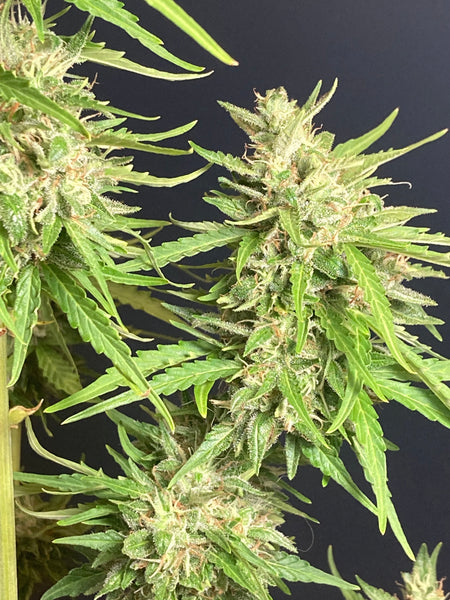 Purple Hubba Feminized AutoFlower Seeds