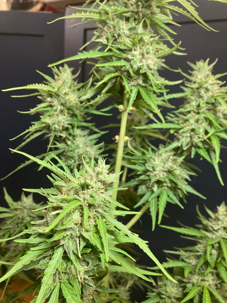 Purple Hubba Feminized AutoFlower Seeds